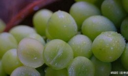 葡萄事件爆料最新消息,真相逐步浮出水面